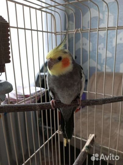 Попугай корелла самец с клеткой