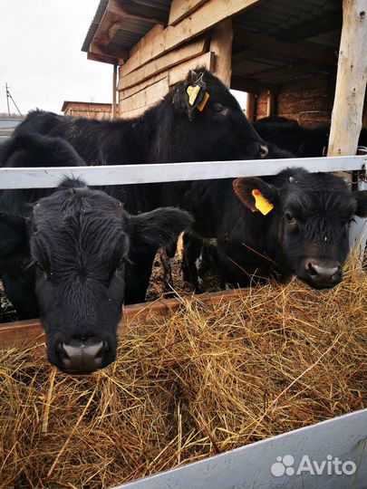 Телята бычки