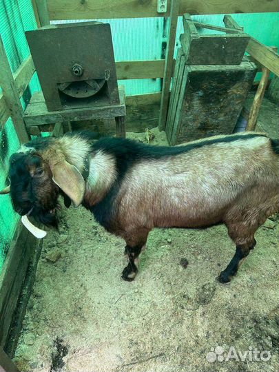 Нубийский козел вязка