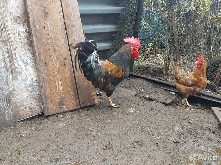 Молодые петухи