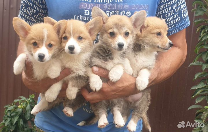 Щенки вельш-корги пемброк