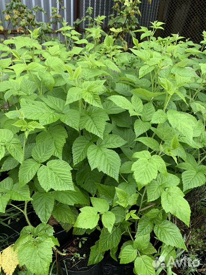 Саженцы малины Энросадира Корпико Мапема