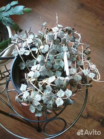 Хойя видовая Curtisii, Wayetii Комнатные цветы