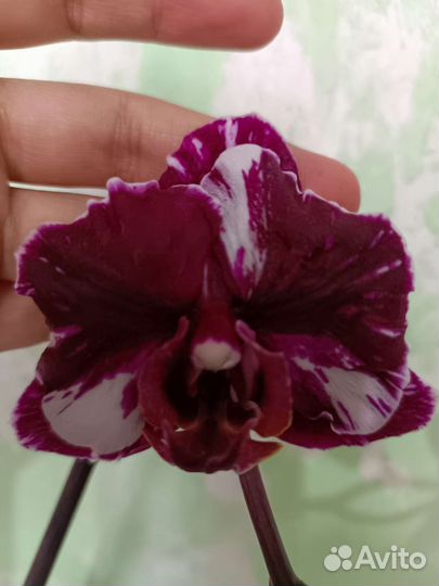 Орхидея фаленопсис детка