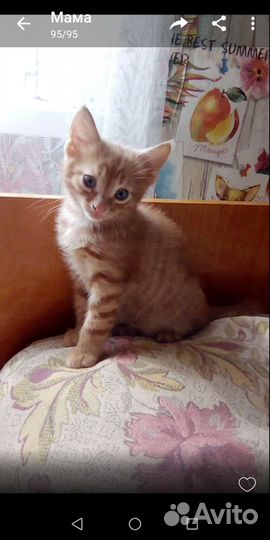 Кошка в дар