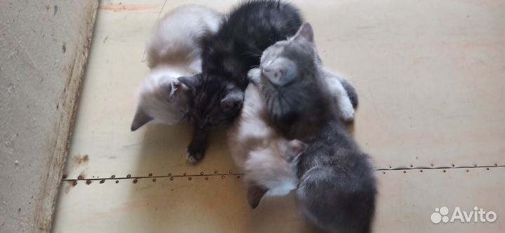 Отдам в добрые руки котят