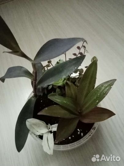 Традесканции