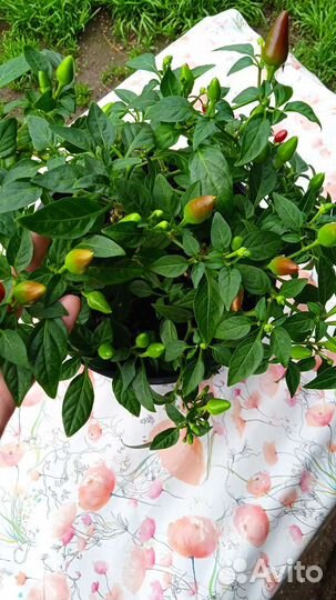 Семена перца огонёк