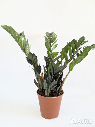 Замиокулькас Равен 14/35 Чёрный Ворон