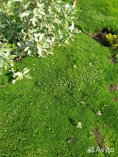 Невероятный газон с доставкой - Аlena.park