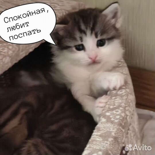 Котята ищут дом