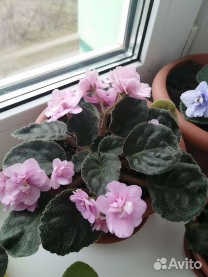 Цветущие фиалки