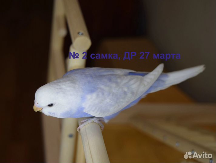 Птенцы самки волнистых попугаев красивых окрасов