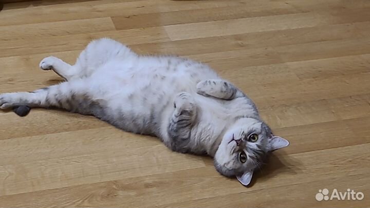 Шотландская