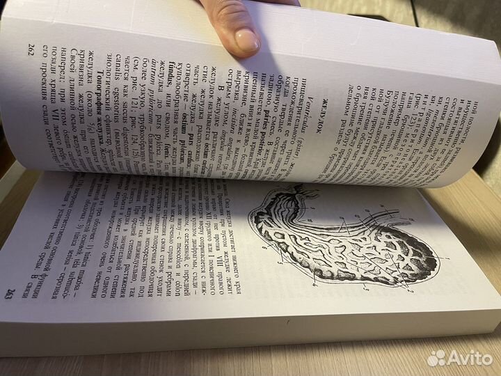 Привес анатомия человека