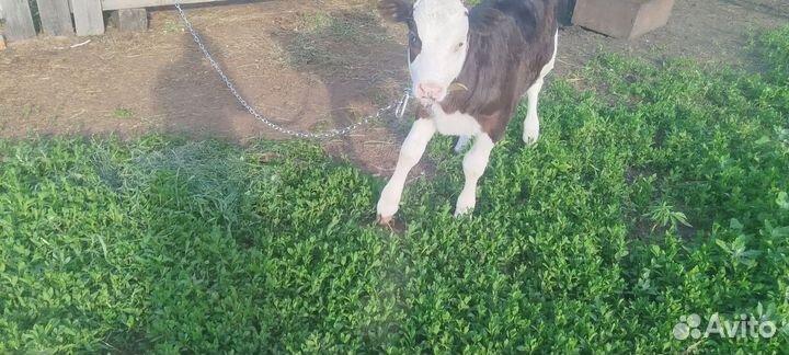Корова дойная молочная