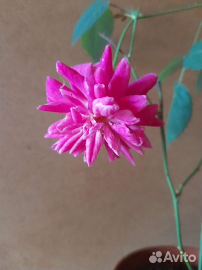 Бенгальская роза