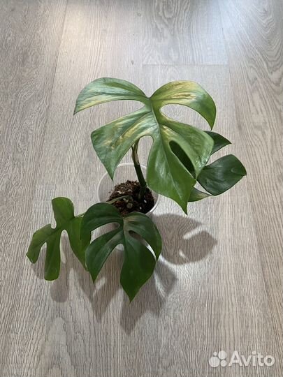 Монстера минима/ рафидофора тетрасперма