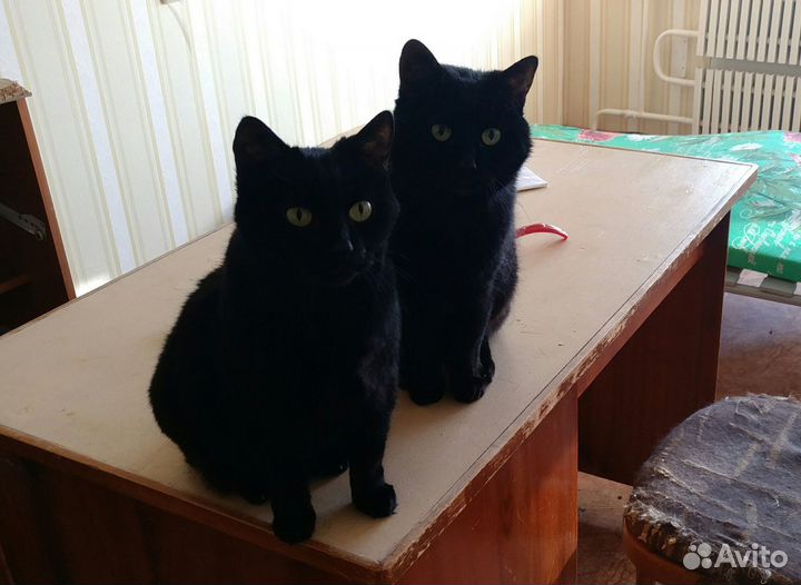 Отдам в добрые руки