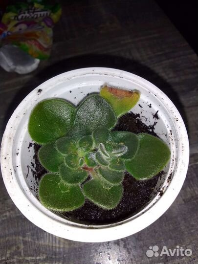 Аихризон дерево любви