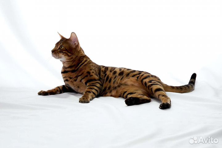 Бенгальский кот вязка