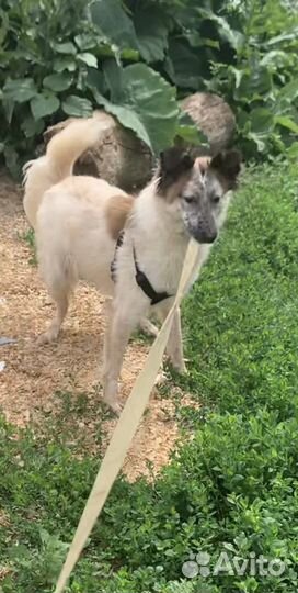 Красавец из приюта