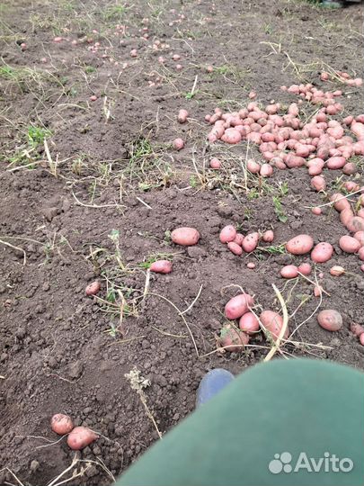 Продам картофель