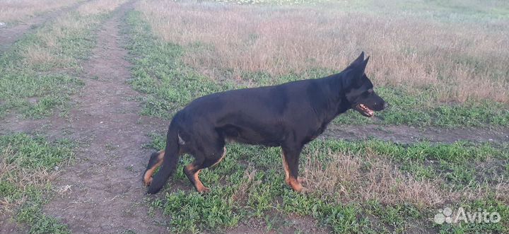 Щенки немецкой овчарки