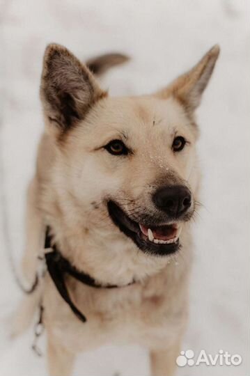 Собака Кисонька