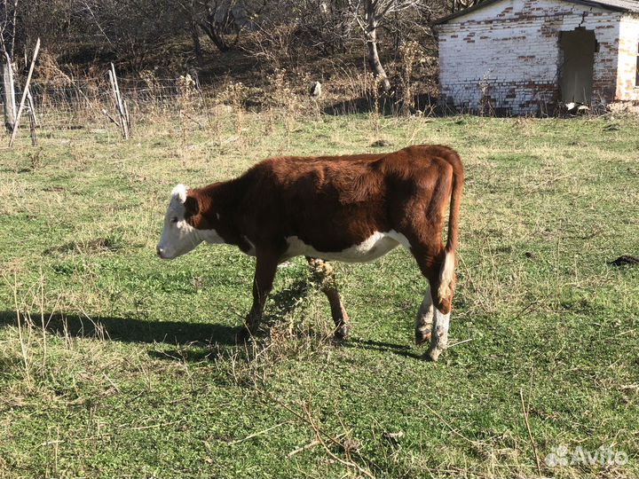 Корова, телята