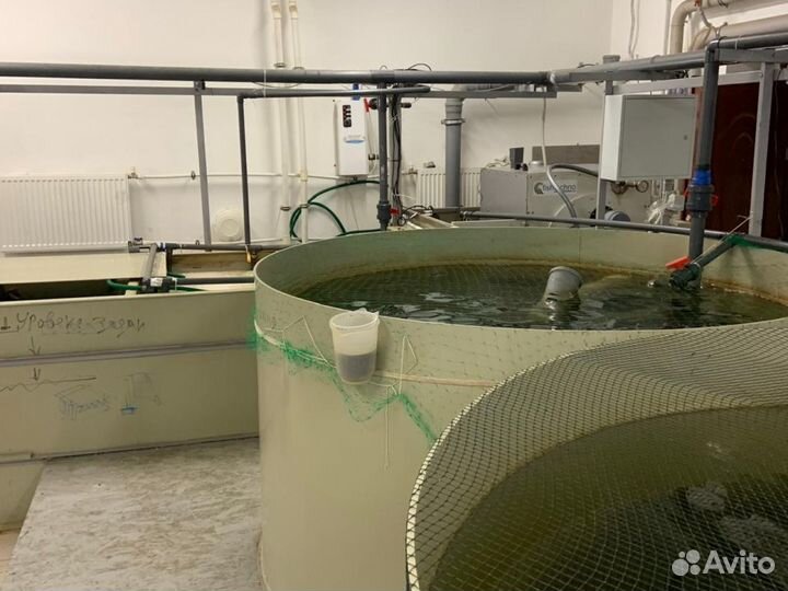 Корм для форели и осетра