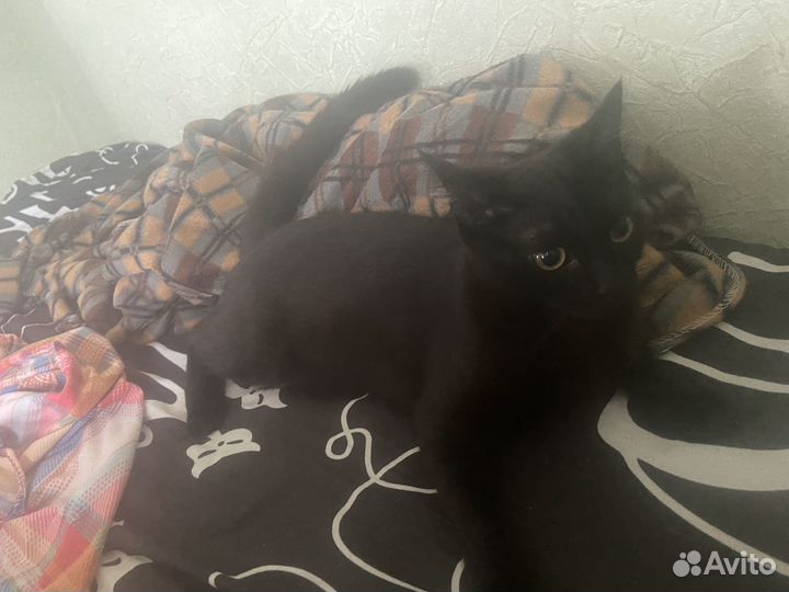 Кошка в дар