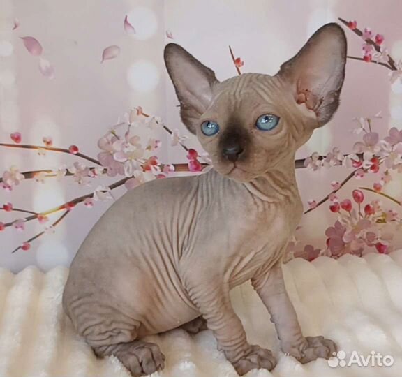 Канадский сфинкс