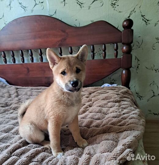 Щенок сиба ину