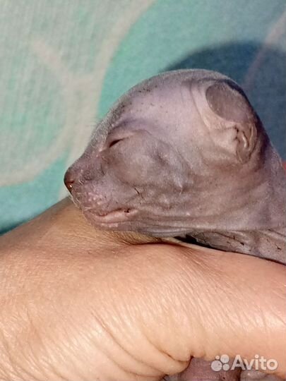 Канадский сфинкс