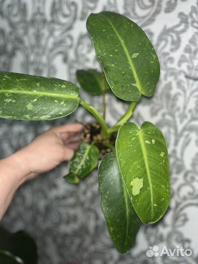 Сортовые филодендроны