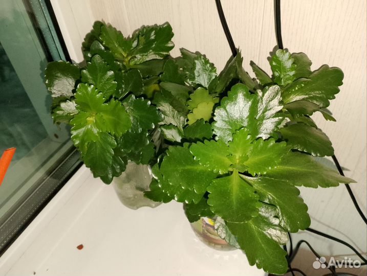 Колонхойки