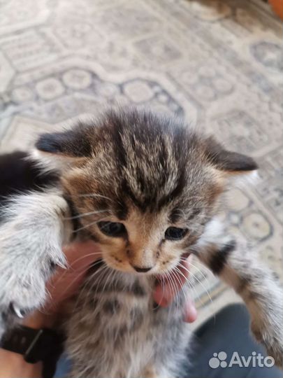 Котята в добрые руки бесплатно