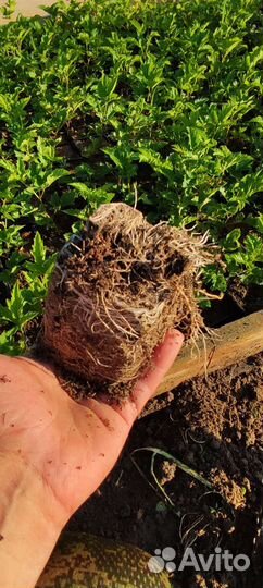 Саженцы ежевики Прайм Арк Горизонт