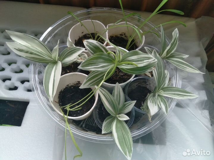 Продам рассаду