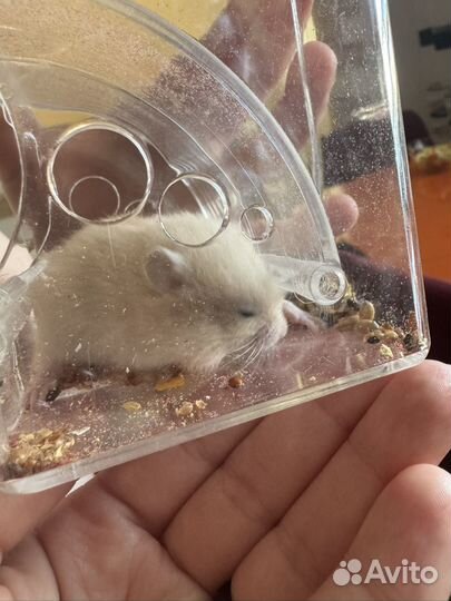 Сирийский хомяк