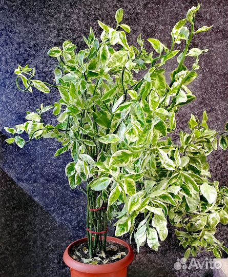 Фикус педилантус