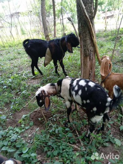 Козлики 100 (англо-нубийский каморе ) 21 р