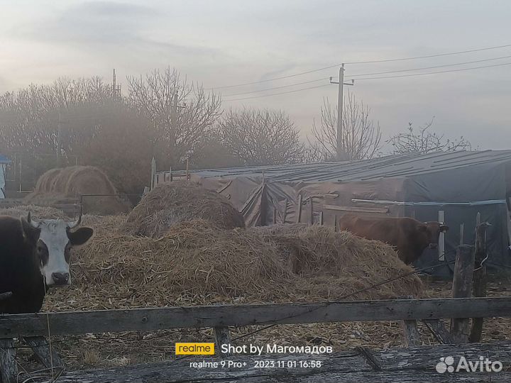 Коровы стельные