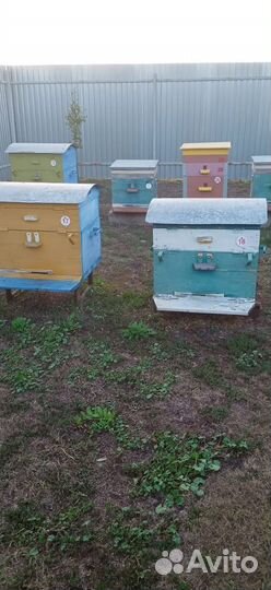 Продаются ульи с пчёлами