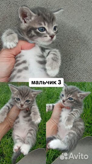 Котята в добрые руки даром