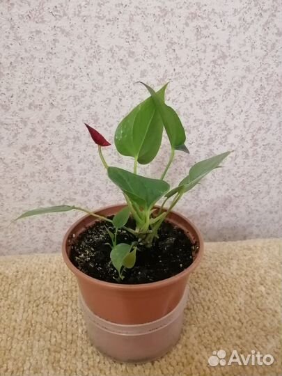 Хлорофитум