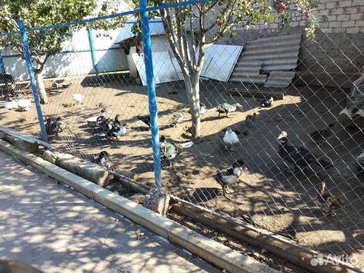 Утки шипуны. 3,5месяца