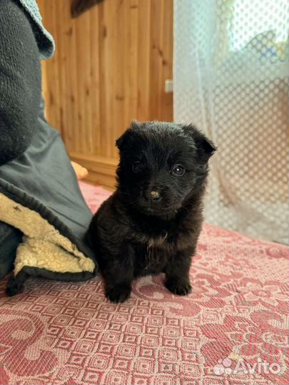 Щеночки, 1 мес