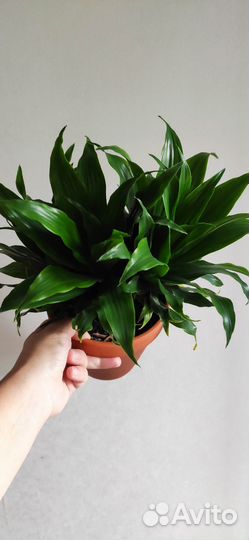 Драцена Фрагранс в керамике